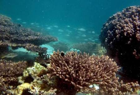 وضعیت سخت مرجان‌ها؛راه چاره چیست؟