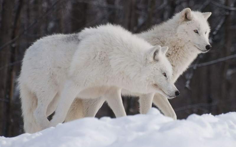 برف بازی جالب گرگ‌های قطبی در کانادا/فیلم