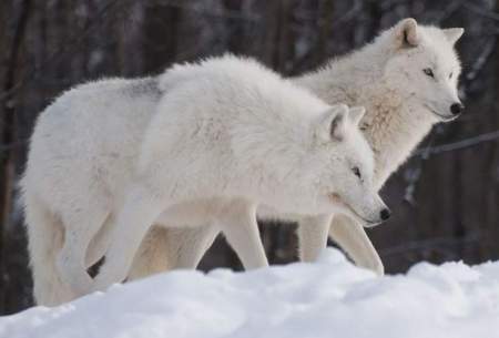 برف بازی جالب گرگ‌های قطبی در کانادا/فیلم