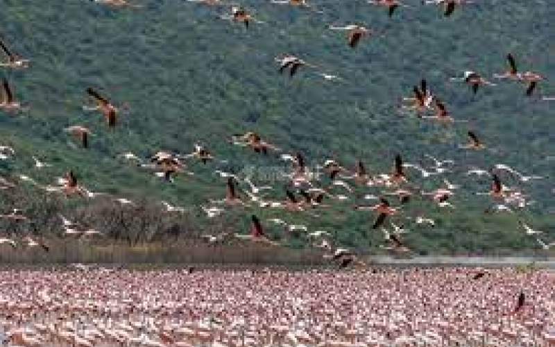 دریاچه‌ای در کنیا، بهشت فلامینگوها /فیلم
