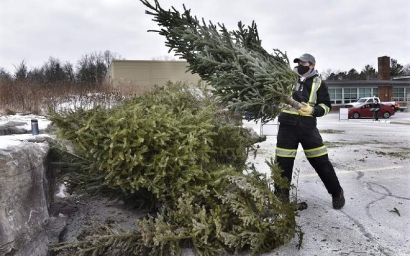 تبدیل درختان کریسمس به سوخت تجدیدپذیر