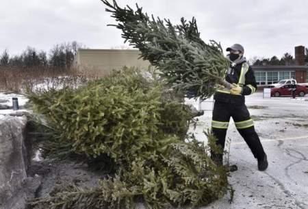 تبدیل درختان کریسمس به سوخت تجدیدپذیر