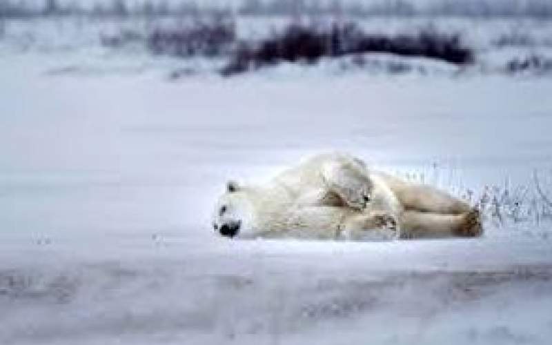 تصاویری از عبور ماهرانه خرس قطبی از یخ نازک