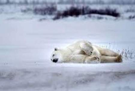 تصاویری از عبور ماهرانه خرس قطبی از یخ نازک