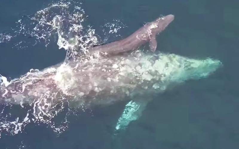 شکار تصاویر زیبا و نادر از لحظه تولد نوزاد نهنگ