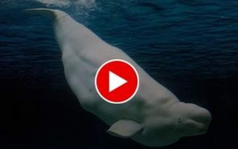 توپ بازی جالب یک قایقران با نهنگ غول پیکر!