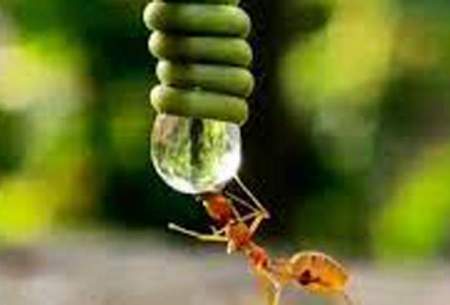 لحظه منحصربه‌فرد آب خوردن مورچه از روی برگ