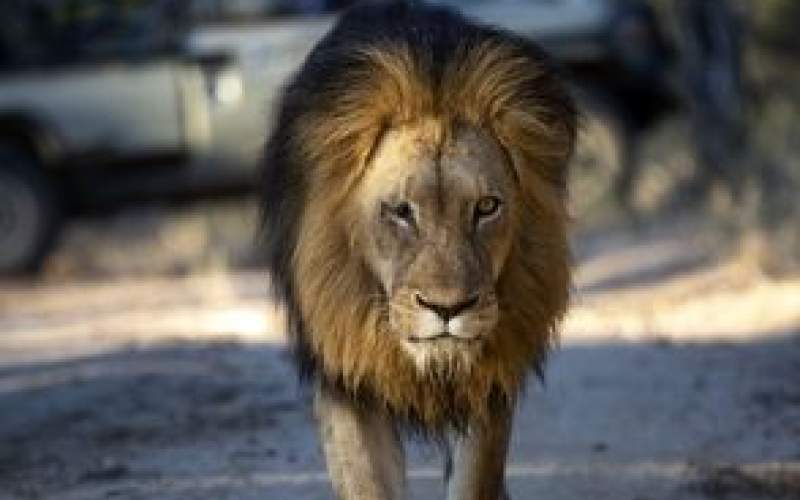 مرگ غم‌انگیز شیر شاه یک چشم کاپاما