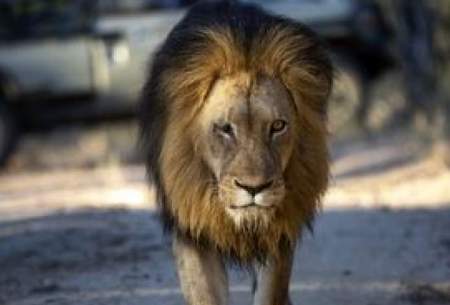 مرگ غم‌انگیز شیر شاه یک چشم کاپاما