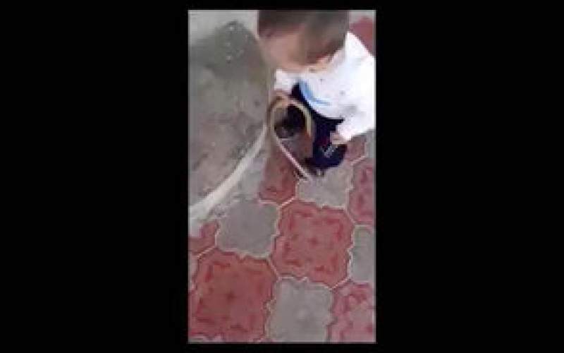 خفه کردن یک مار توسط کودک با تشویق پدر