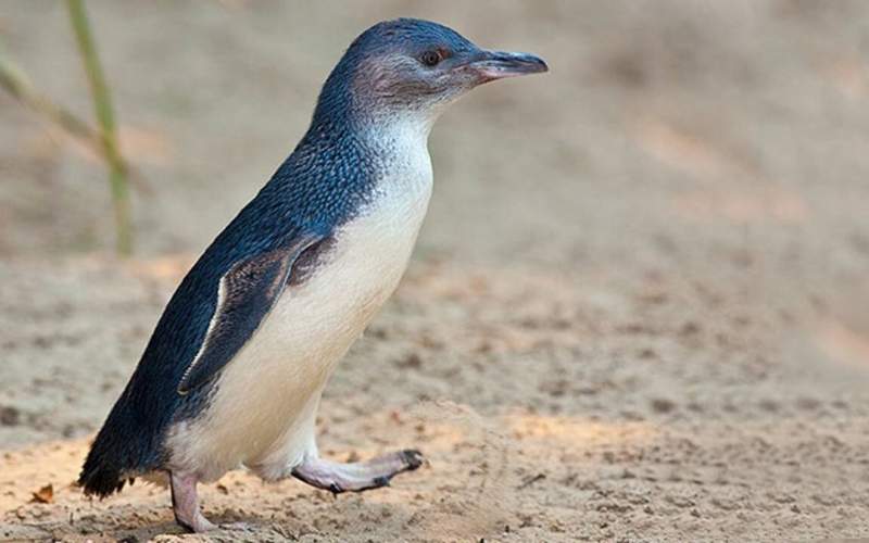 مسن‌ترین پنگوئن کوچک دنیا /فیلم