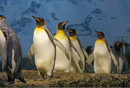 تراکم پر‌های پنگوئن برای گرم نگه داشتنش