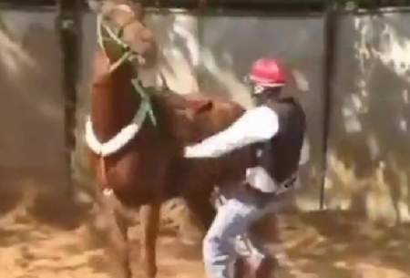 اسب لگد خورده از سوارکار بلافاصله تلافی کرد!