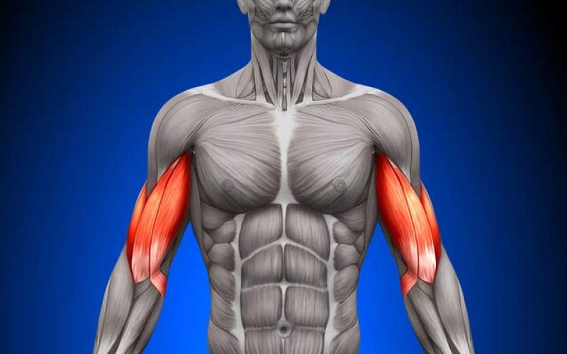 شناسایی پروتئینی که در ترمیم عضلات نقش دارد