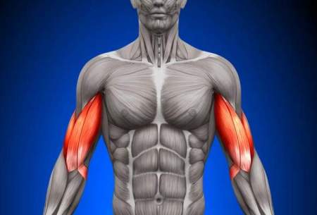 شناسایی پروتئینی که در ترمیم عضلات نقش دارد