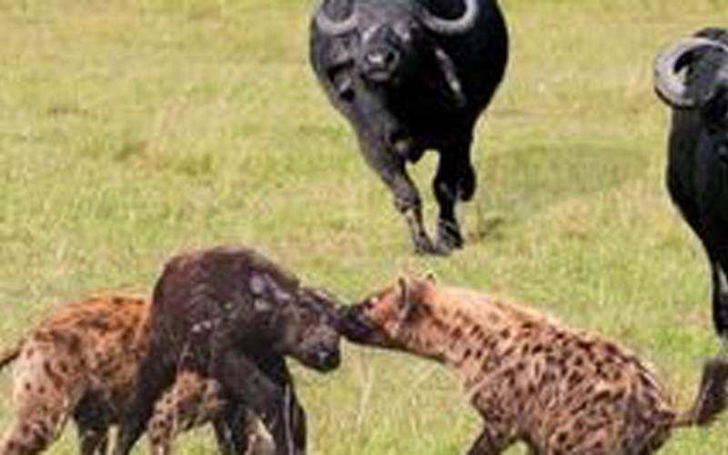 کفتارها با فریب بوفالوی مادر، گوساله را دزدیدند