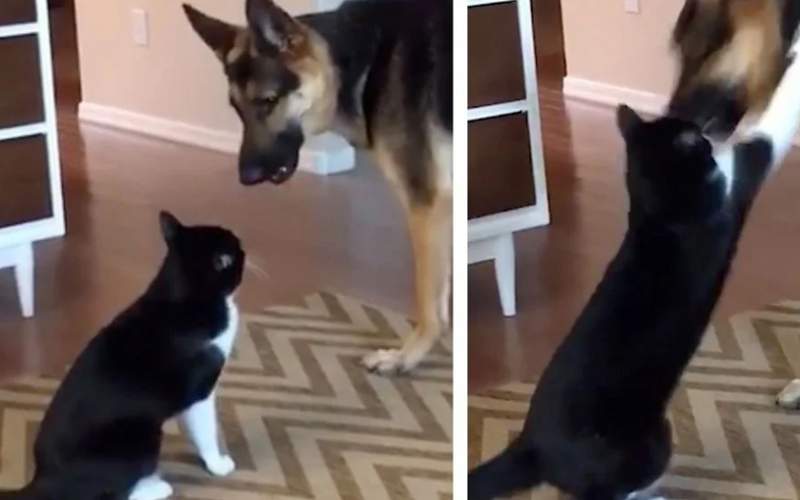 گربه کاراته باز چهار سگ را فراری داد! /فیلم