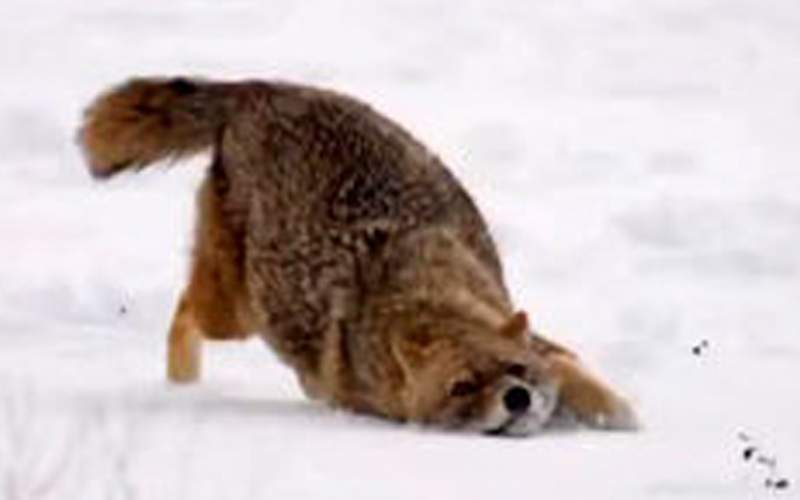 روباه گرسنه در جستجو غذا در ارتفاعات همدان