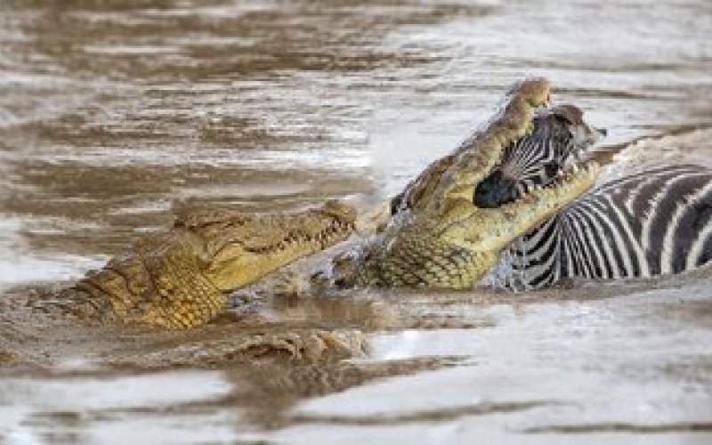 راز قدرت سهمگین تمساح در شکار حیوانات بزرگ