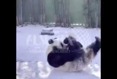 پشتک زدن خنده‌دار یک پاندا در برف!/فیلم
