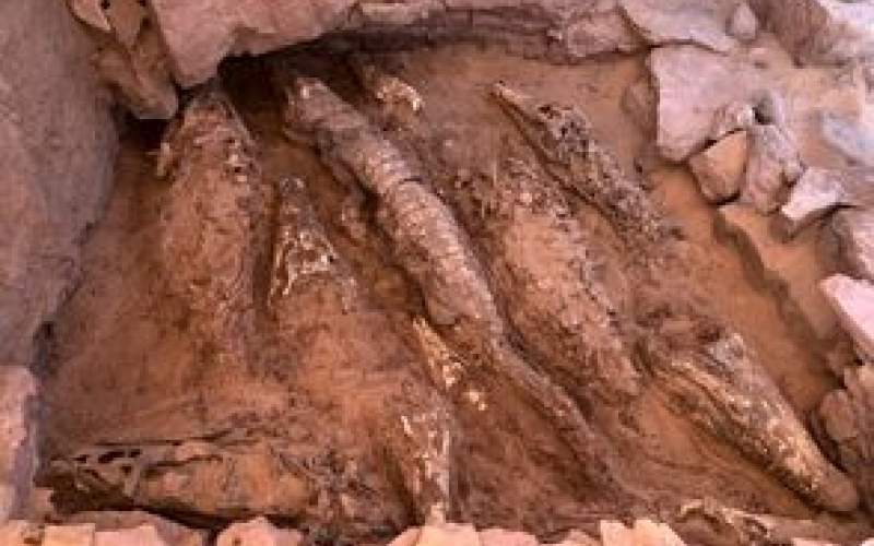 کشف غافلگیرکنندۀ ۱۰ مومیایی کروکودیل در مصر