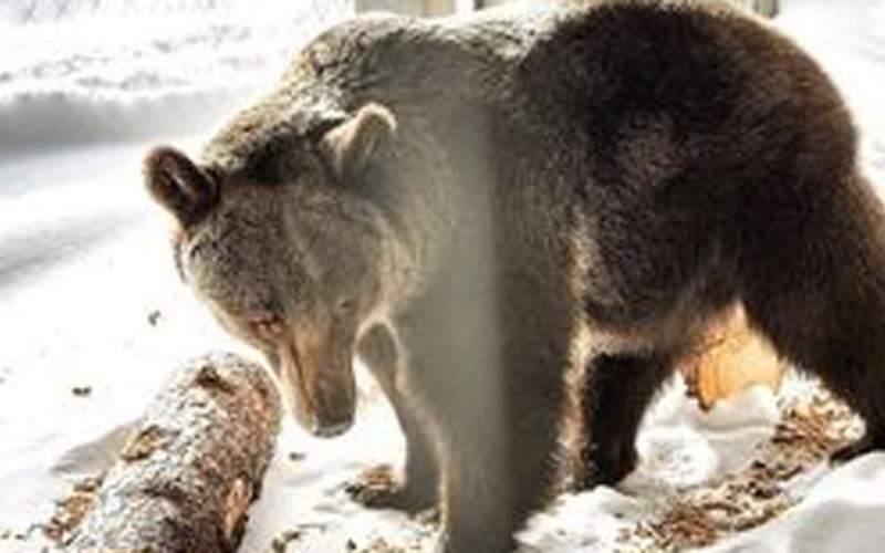 داستان غم‌انگیز تنهاترین خرس جهان /فیلم