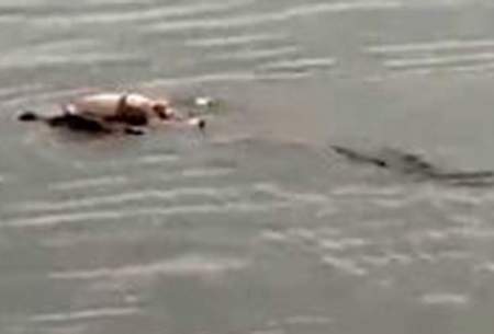 تمساح جسد کودک را به خانواده‌اش برگرداند!