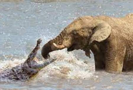حمله تمساح به فیل به قیمت جان‌اش تمام شد
