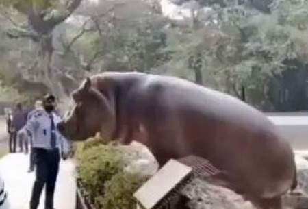 سیلی زدن به گوش اسب آبی برای جلوگیری از فرار