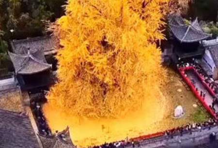 این درخت تنها بازمانده بمباران اتمی هیروشیماست
