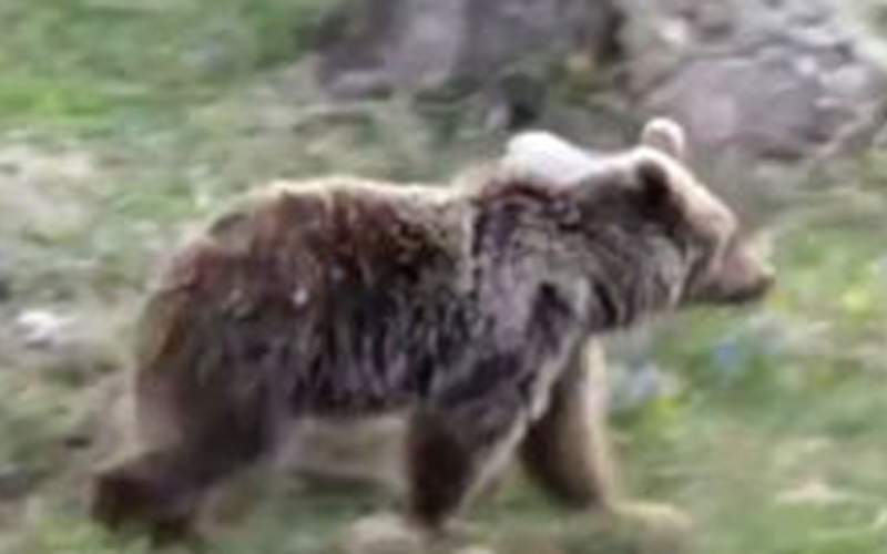 قدم زدن توله خرس بامزه در ارتفاعات مازندران