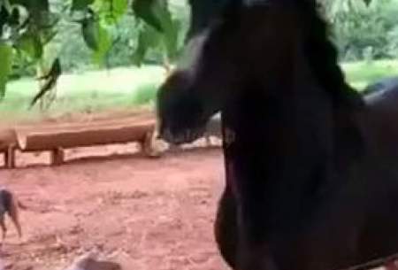 حمله عجیب اسب عصبی به یک مرد درحین نوازش