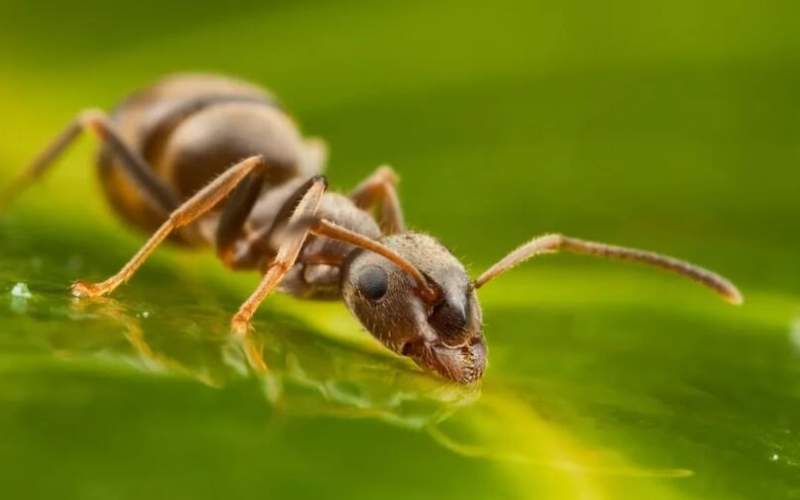 توانایی مورچه‌ها در تشخیص بیماری سرطان