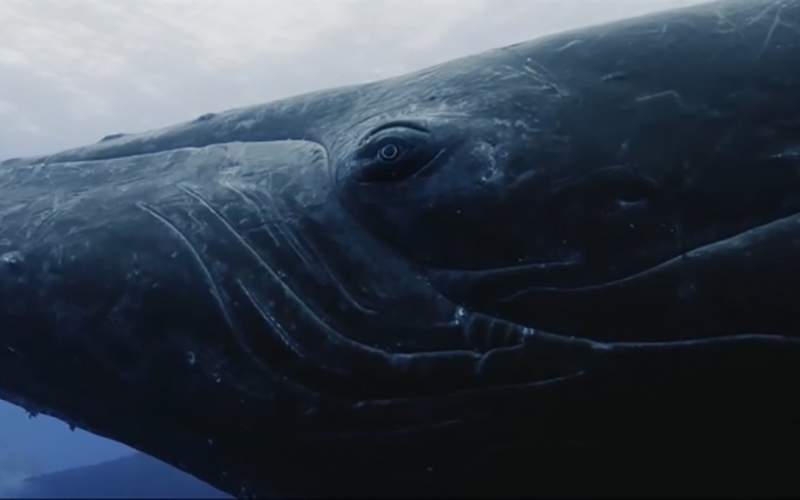 رقابت‌نهنگ‌های چندتنی‌برای رسیدن‌به نهنگ ماده