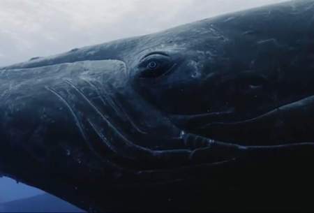 رقابت‌نهنگ‌های چندتنی‌برای رسیدن‌به نهنگ ماده