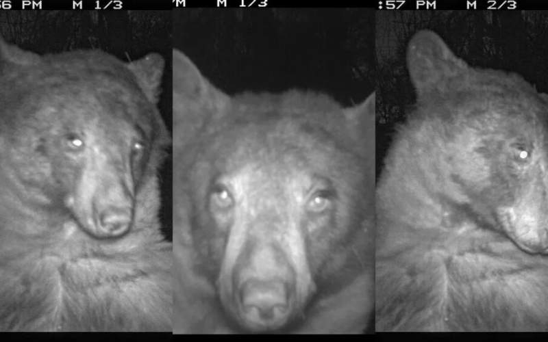 خرس بازیگوش در یک شب ۴۰۰ سلفی گرفت