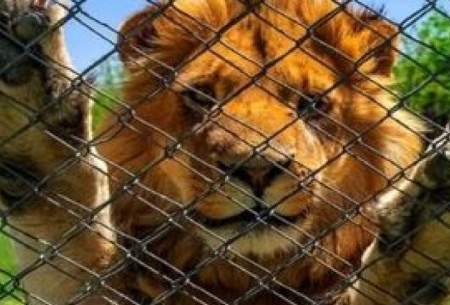 واکنش‌های دیدنی حیوانات پس از آزادی از قفس