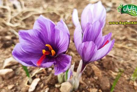 بهترین و پرفروش ترین برند زعفران ایران