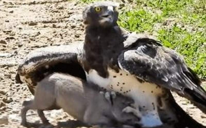 عقاب جنگی با چنگال قدرتمندش بچه گراز را کشت