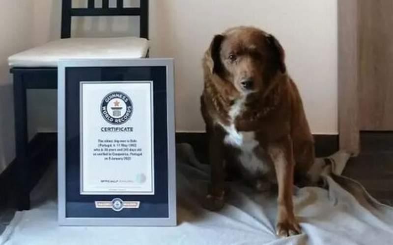 پیرترین سگ دنیا رکورد گینس را شکست