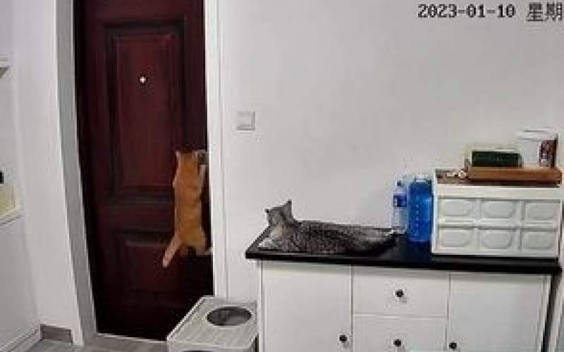 این گربه در خانه را برای صاحب‌ خود باز کرد/فیلم