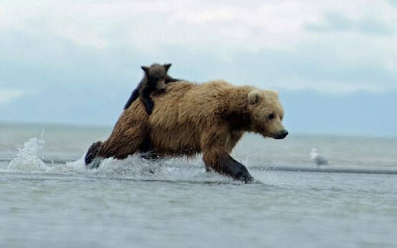 نجات یک توله خرس از غرق شدن توسط مادرش
