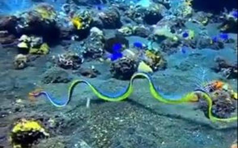 زیبایی شگفت‌انگیز مار آبی پهن در اقیانوس/فیلم