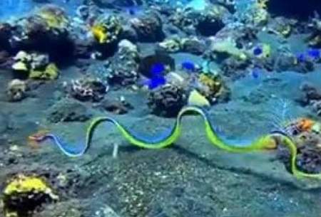 زیبایی شگفت‌انگیز مار آبی پهن در اقیانوس/فیلم