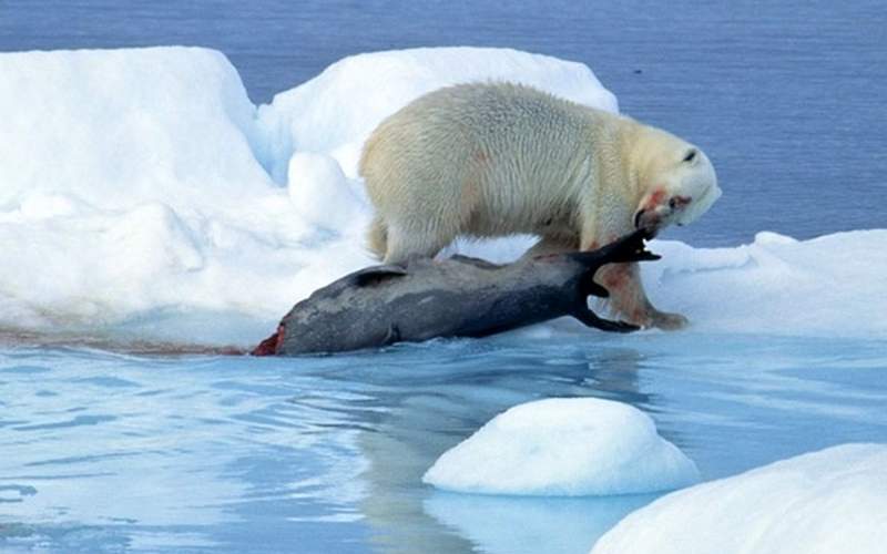 روش باورنکردنی خرس قطبی برای کشتن فک