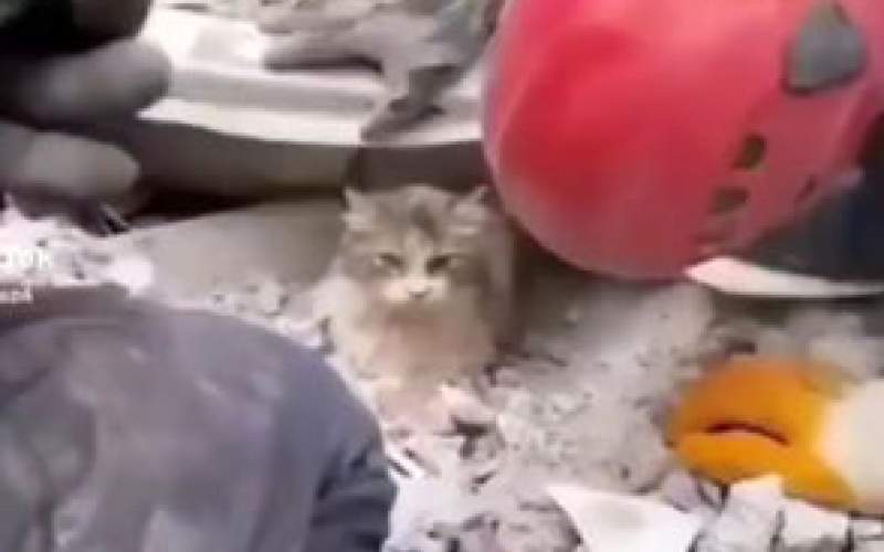 نجات یک گربه از زیر آوارها در ترکیه/فیلم