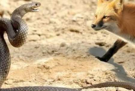 روش هوشمندانه روباه برای شکار مارهای سمی
