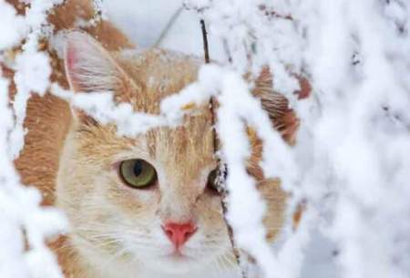 مشاهده گربه پالاس در منطقه حفاظت شده مهریز