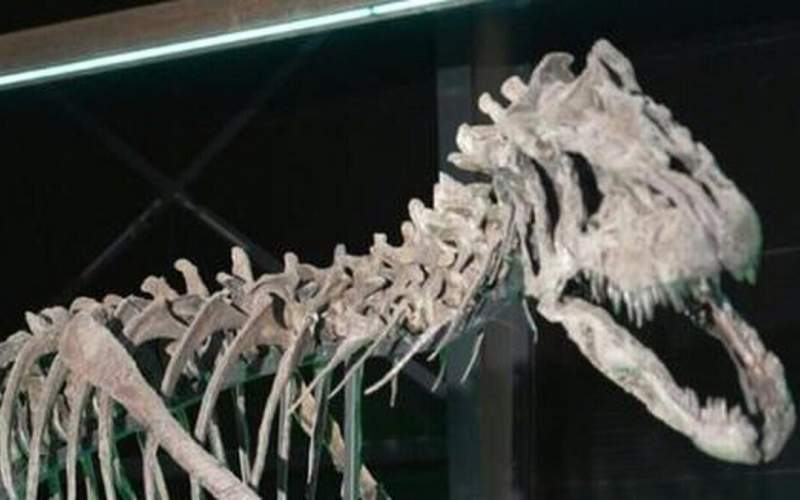 کشف اسکلت نادرترین دایناسور جهان!