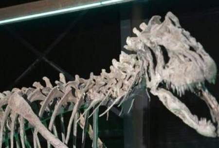 کشف اسکلت نادرترین دایناسور جهان!